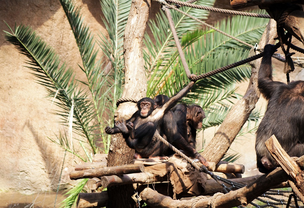 26_Schimpansen in Pongoland  Zoo Leipzig