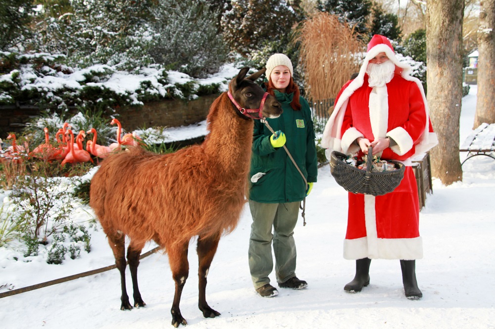 Lama Horst und Nikolaus im Einsatz  im Zoo Leipzig
