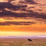 Safari und Badeurlaub und Kenia - Abenteuer und Erholung auf dem Schwarzen Kontinent